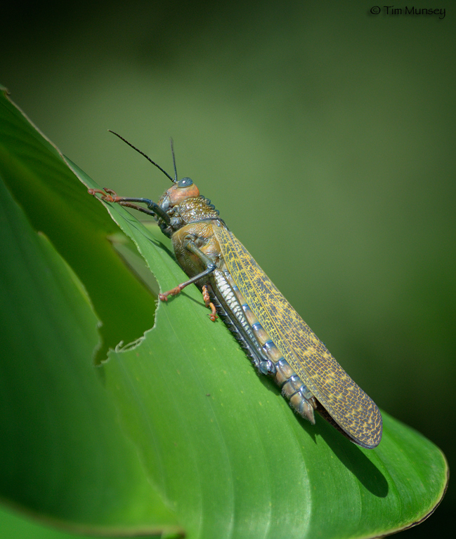 4inch Grasshopper